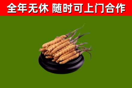 商城回收散虫草