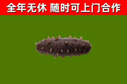 商城回收海参干